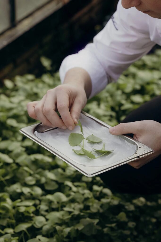 Gerecht uit het vegetarische menu